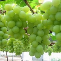 [G2]����ɽ����