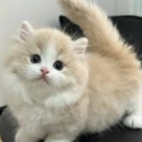 [M193]������è