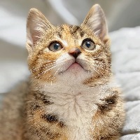 [M193]����è