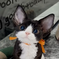 [M193]����è