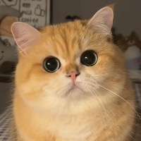 [M193]Ӣ����ëè