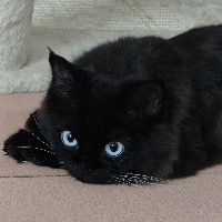 Tetsuki